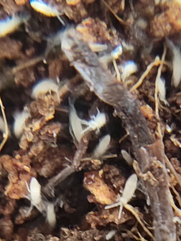 tropical pink large form springtails