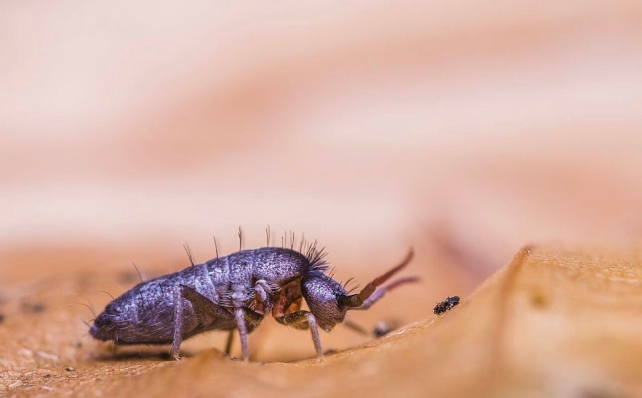 Tomocerus minor