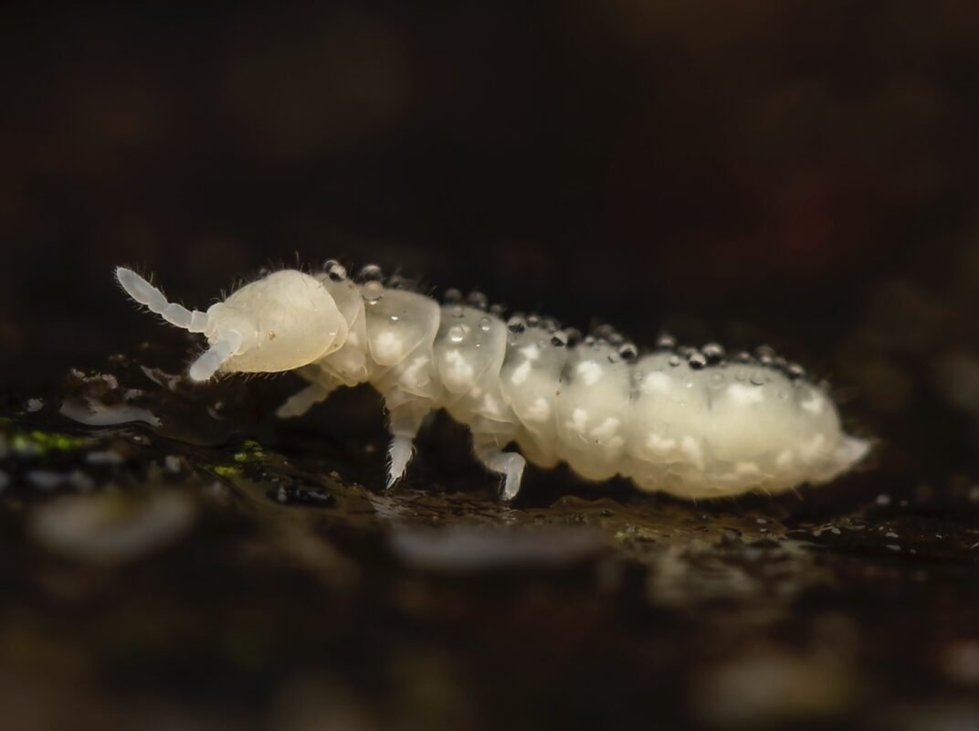 folsomia candida white springtail
