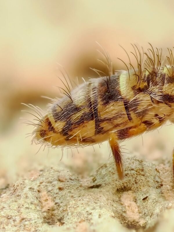Orchesella cincta banded springtails