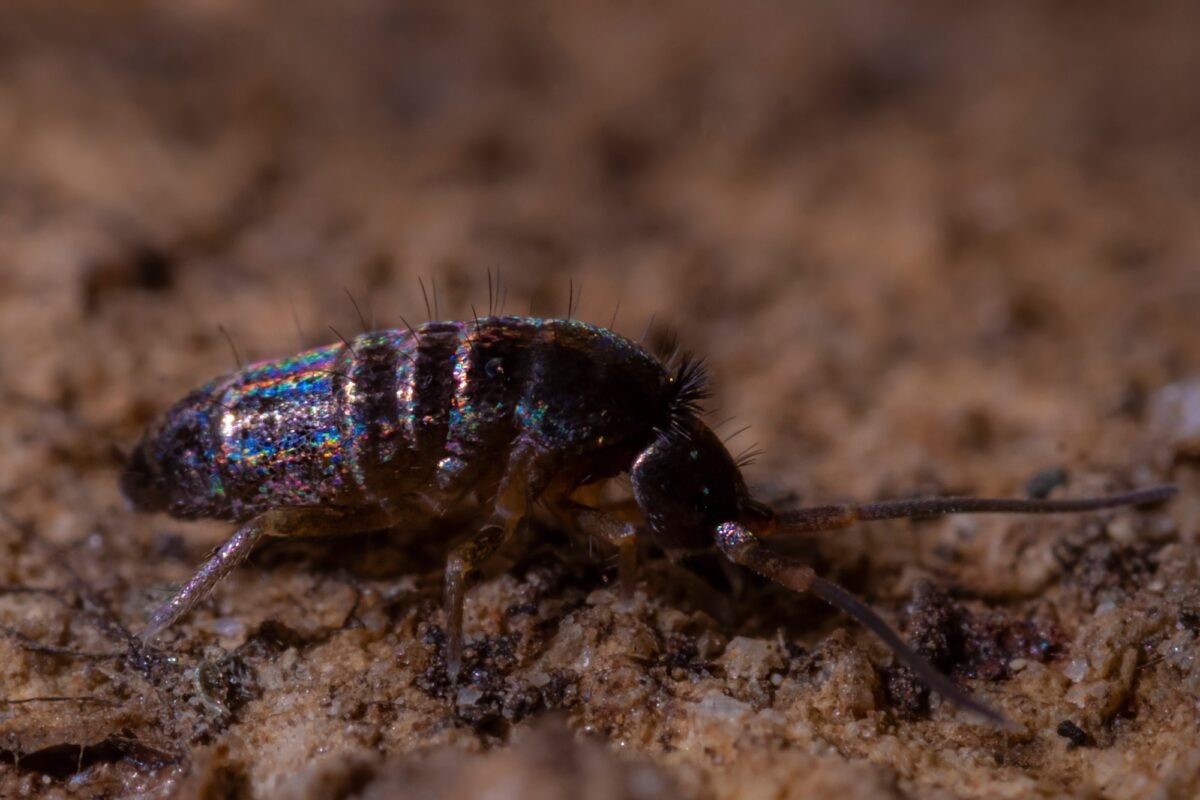 Iridescent Blue springtails