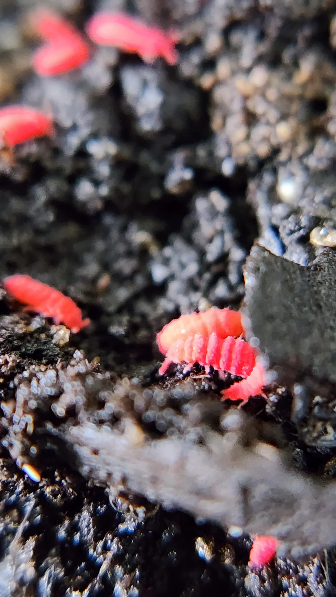 springtail culture for sale