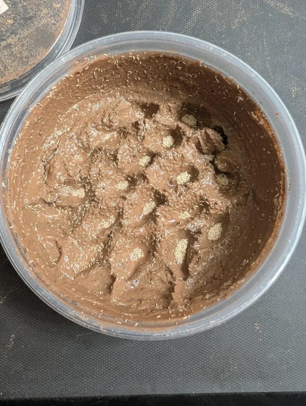 clay substrate