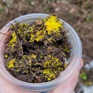 Yellow Albino Springtail