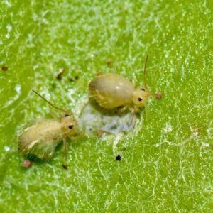 Lucerne Flea springtail culture