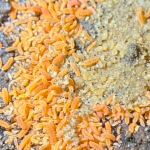 Yuukianura aphoruroides for sale