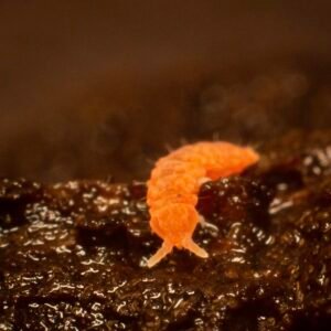 Tropical Orange Springtail