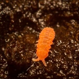 Yuukianura aphoruroides