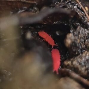 Lobella Thai Red for sale