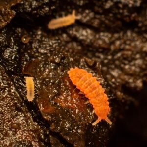 Tropical orange springtails buy