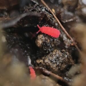 red springtails buy