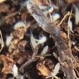 tropical pink large form springtails
