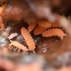 Neanura growae for sale