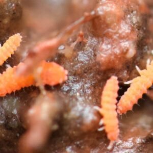 Florida Orange springtails