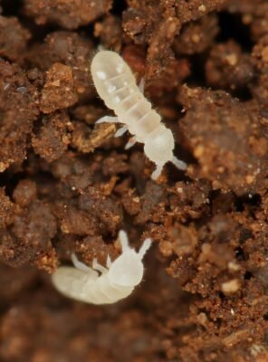 Coecobrya tenebricosa