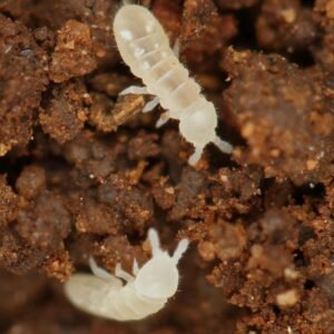 Coecobrya tenebricosa