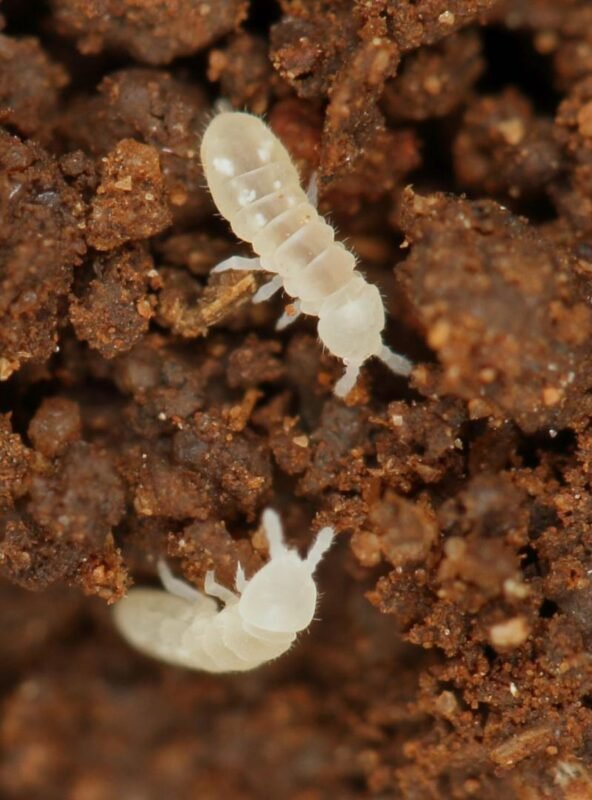 Coecobrya tenebricosa