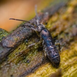 large temperate springtails buy