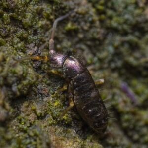 Tomoceridae temperate springtails