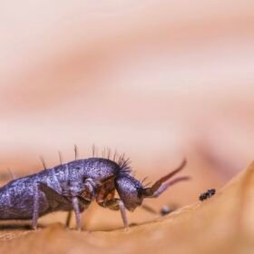 Tomocerus minor