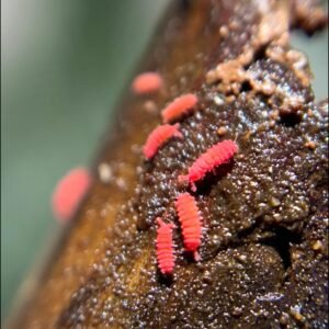 Lobella cf springtail culture
