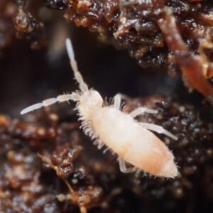 curved springtail culture