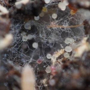 pink springtail culture buy