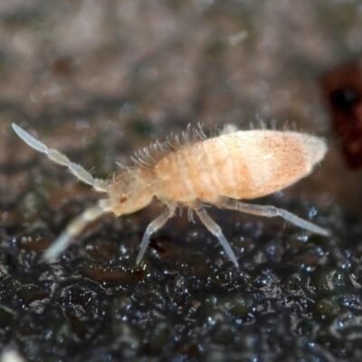 Sinella curviseta