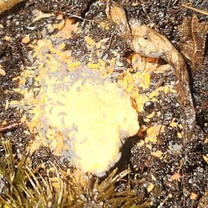 Lilac Albino springtail mix