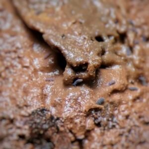 Lilac springtails Ceratophysella