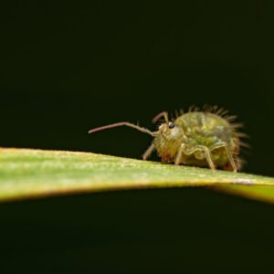 clover springtail culture