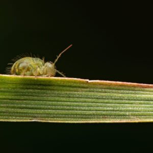Lucerne Flea for sale