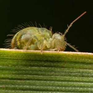 globular springtail for sale