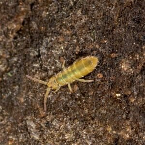 Green Springtail culture buy