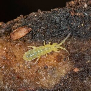 green springtails for sale