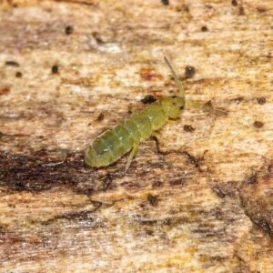 Isotomidae green springtail terrarium