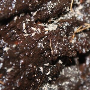 tropical pink springtails