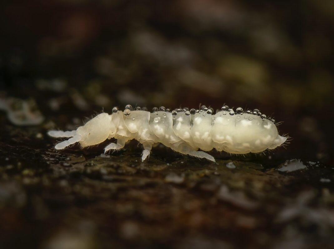 Folsomia candida