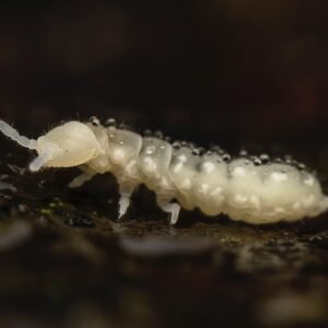 folsomia candida white springtail