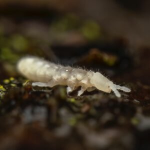 white springtail culture buy