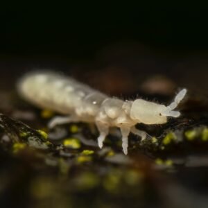 live white springtails