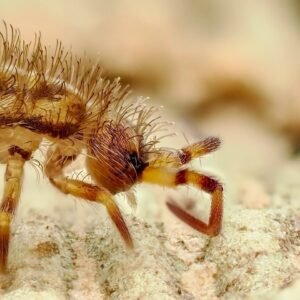 Banded Springtail culture buy
