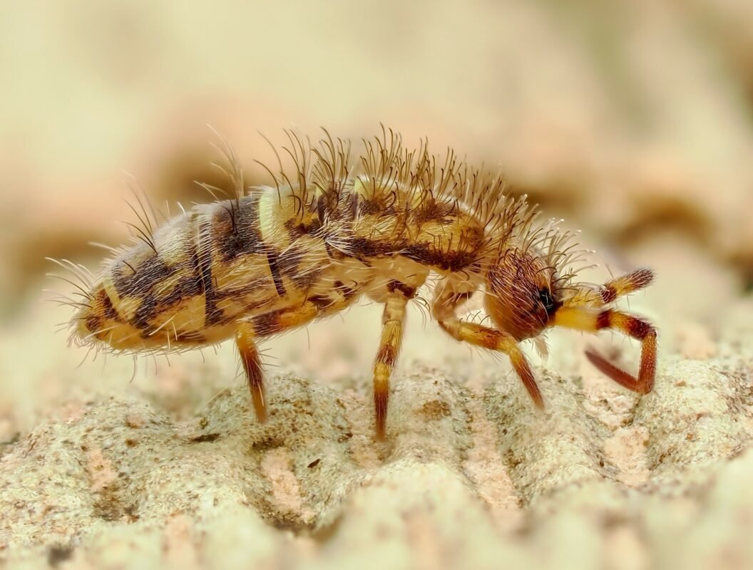 live Orchesella cincta springtails