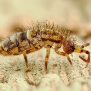 live Orchesella cincta springtails