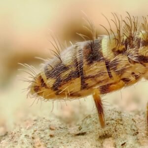 Orchesella cincta banded springtails