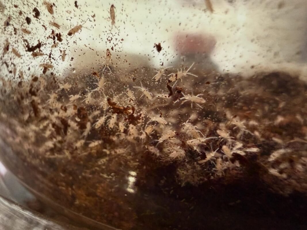 Coecobrya cf tenebricosa springtails