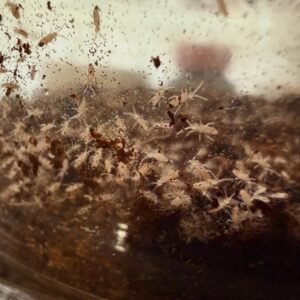 Coecobrya cf tenebricosa springtails