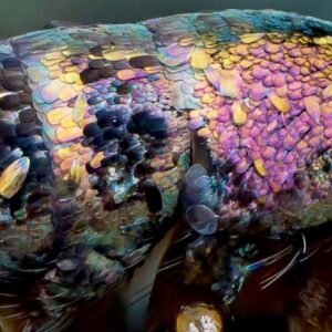 Tomocerus blue springtails for sale