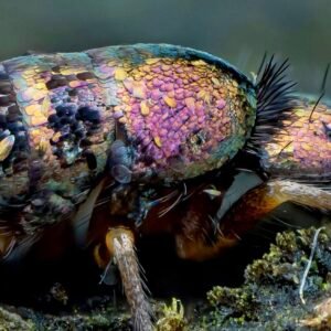 rare Tomocerus springtails buy