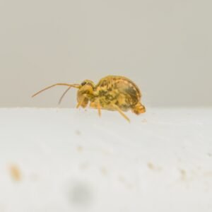 Sminthurus viridis for sale